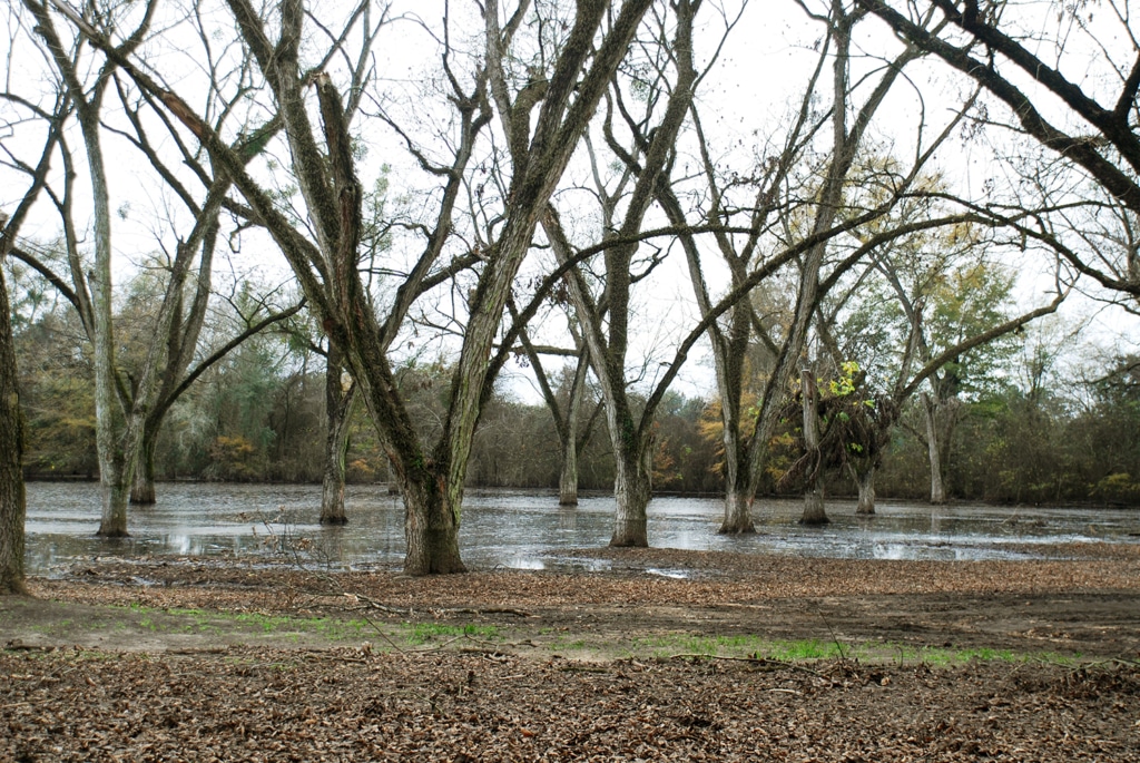 Flooded pecan orchard.