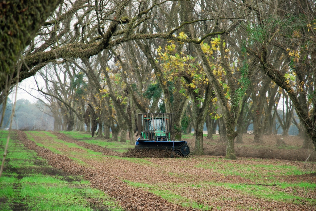 Green tractor harvesting pecans.
