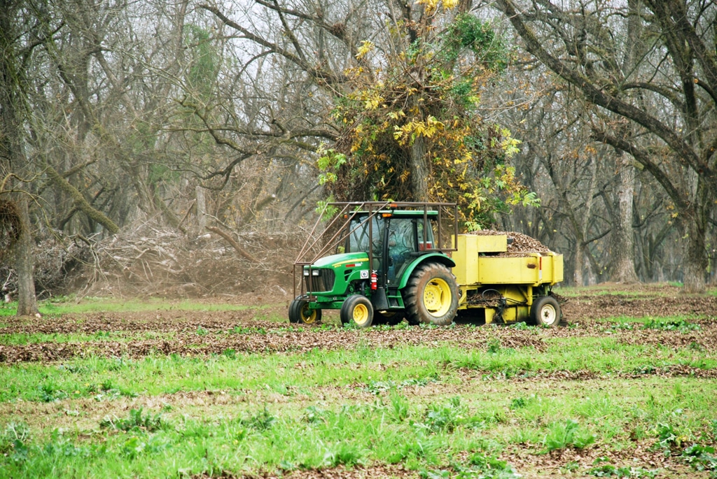 Green tractor harvesting pecans.
