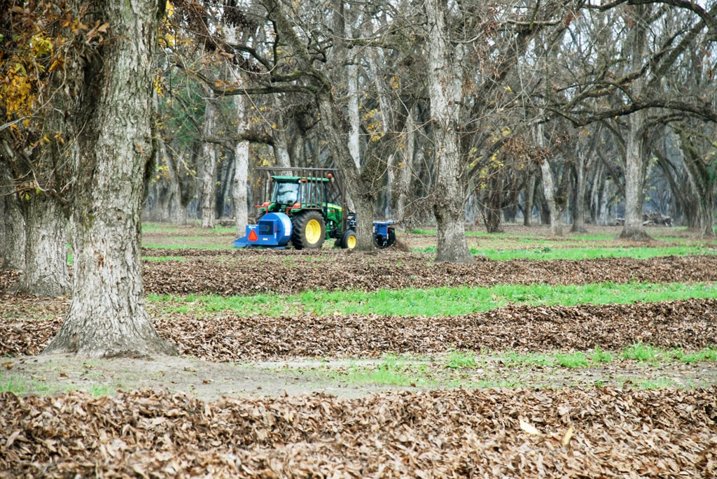 Tractor in pecan field during harvest.